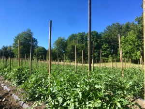 tomato rows from the north
