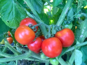 red cherry tomato closeup