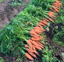 carrot harvest beds