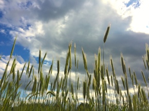 cover crop rye field sky